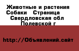 Животные и растения Собаки - Страница 10 . Свердловская обл.,Полевской г.